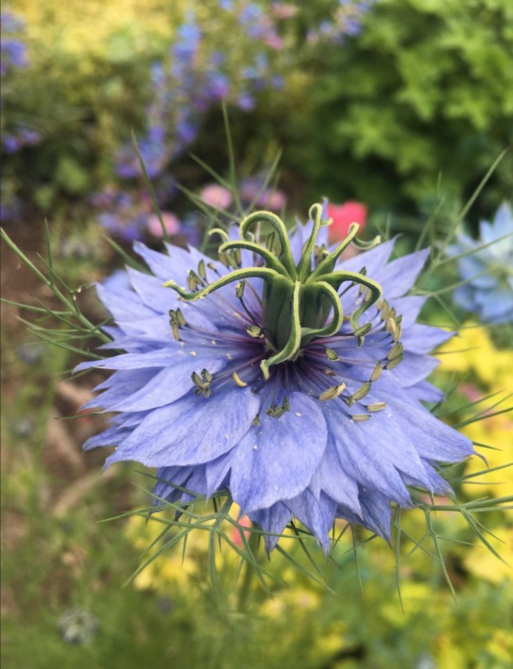 SEEDS THAT WILL MAKE YOUR BODY CLEAN! - Black cumin seeds and cloves